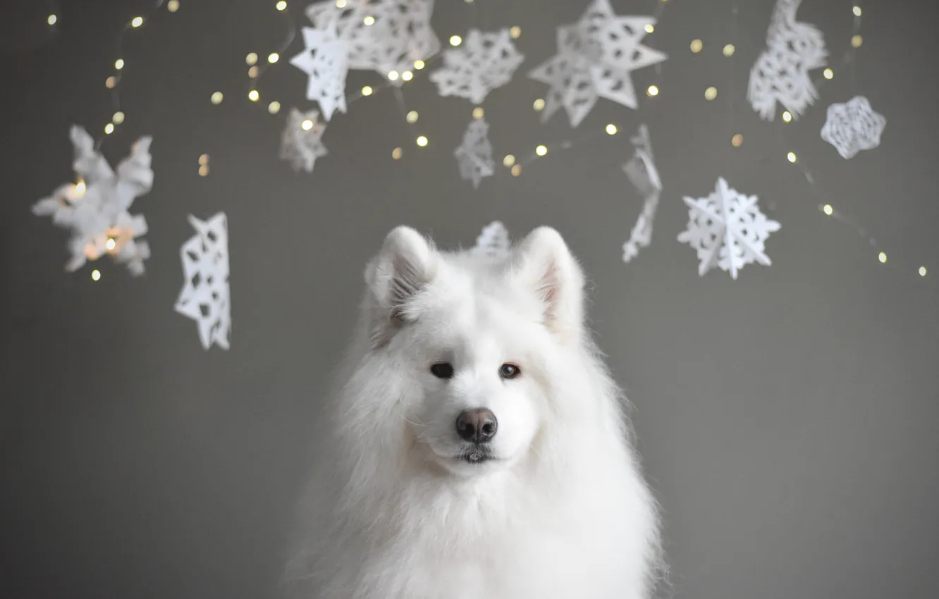 Photo wallpaper dog, look, pose, face, Samoyed