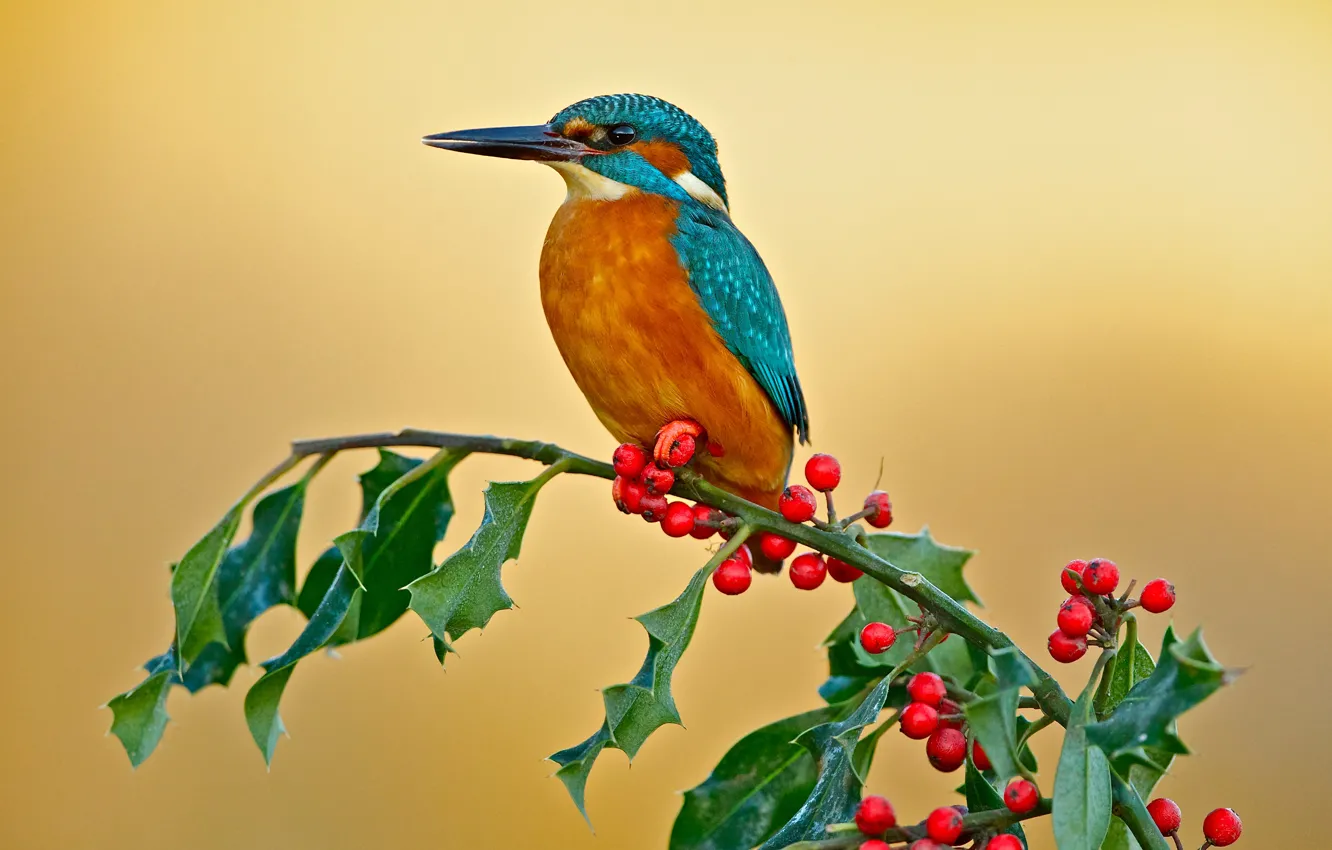 Photo wallpaper branches, berries, background, bird, Kingfisher, Holly