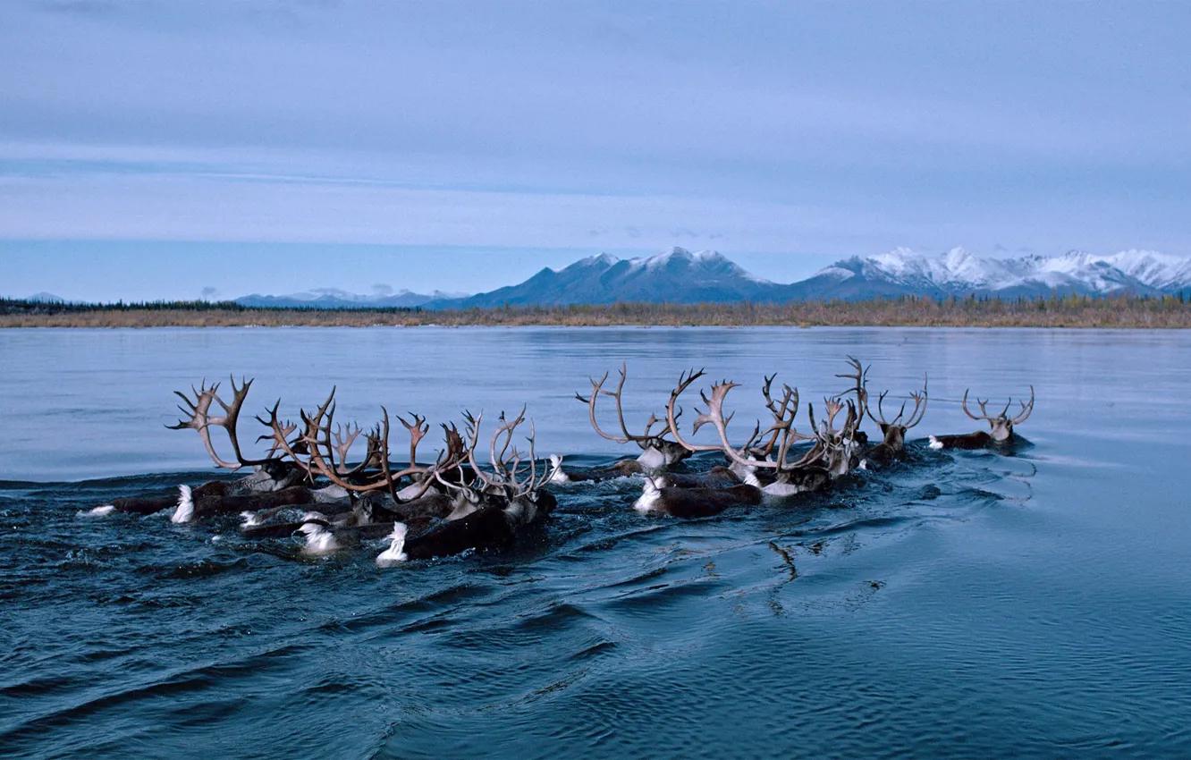 Photo wallpaper river, Alaska, reindeer, migration