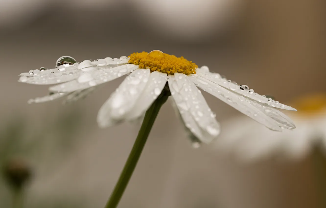 Photo wallpaper water, drops, flowers, Rosa, chamomile, petals