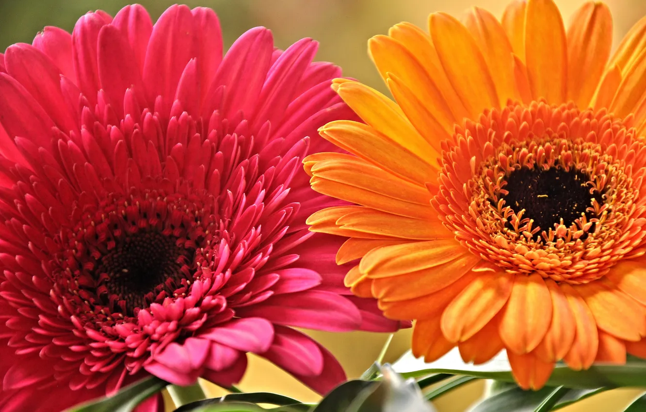 Photo wallpaper nature, petals, gerbera