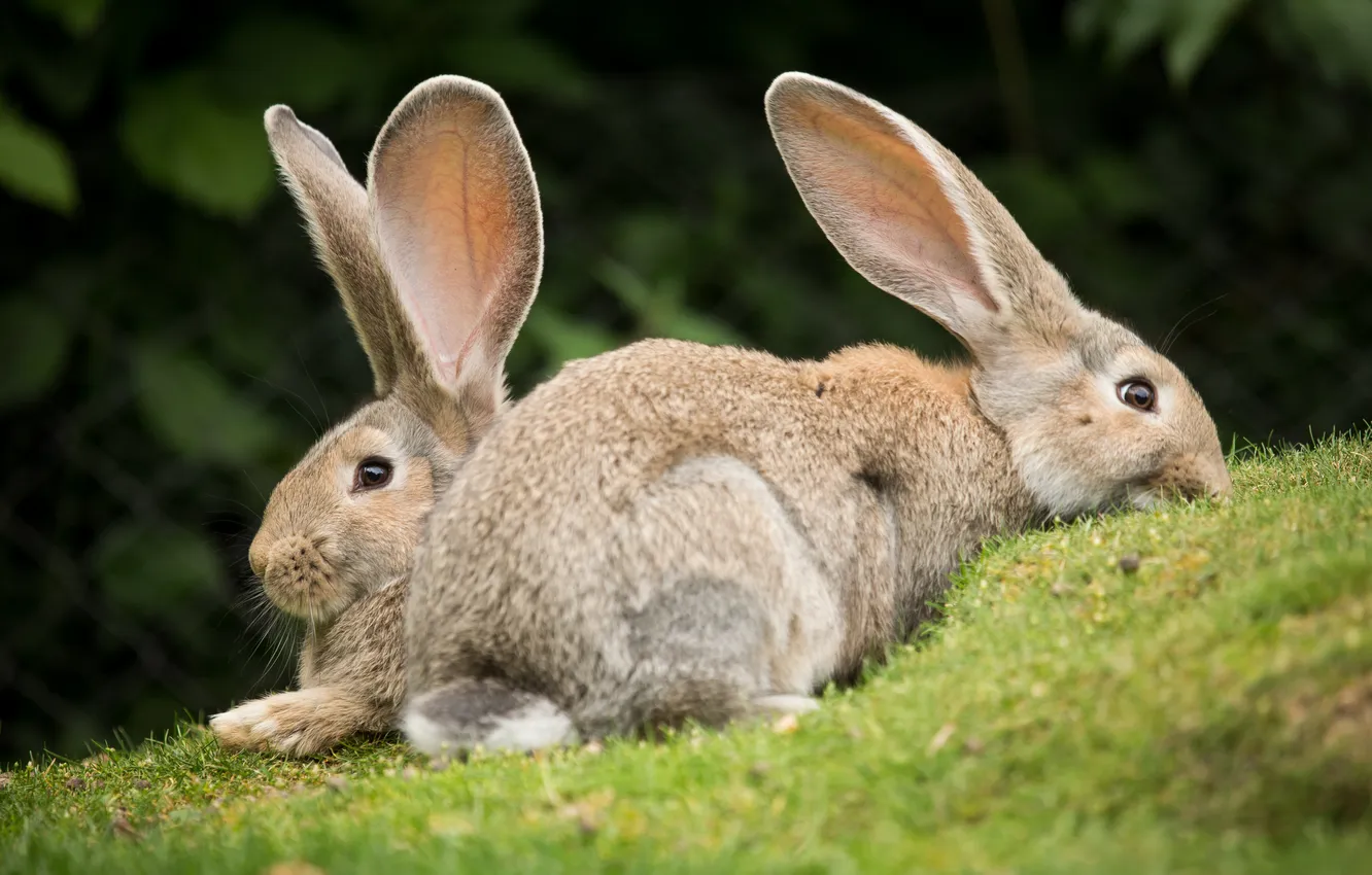 Photo wallpaper grass, rabbit, pair