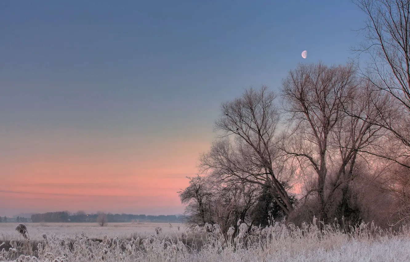 Photo wallpaper frost, field, trees, sunset, the moon