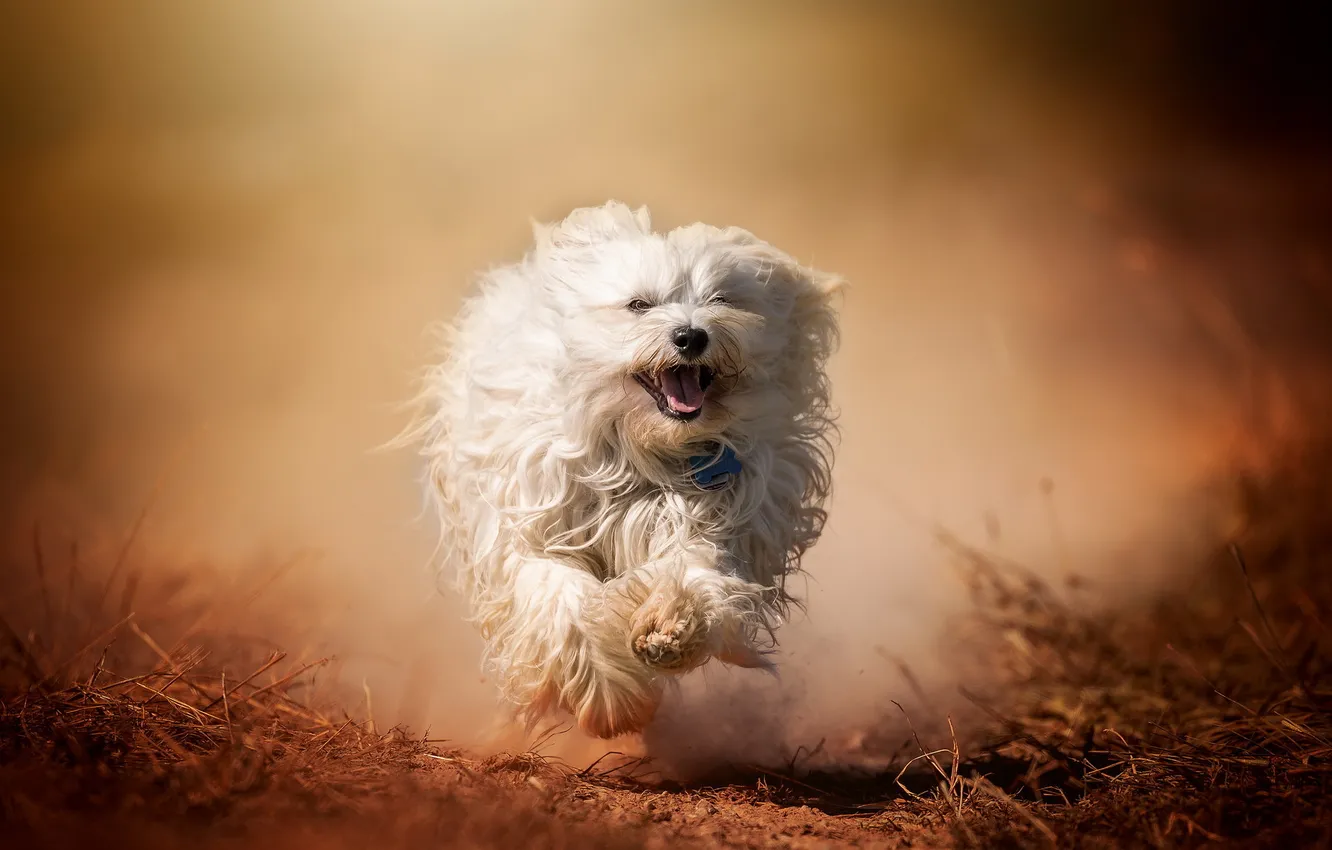 Photo wallpaper each, dog, running