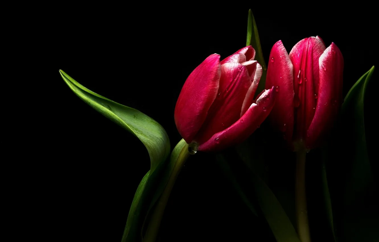 Photo wallpaper water, drops, nature, Rosa, petals, tulips, buds