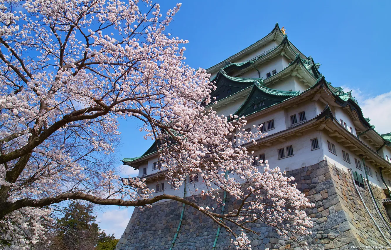 Photo wallpaper trees, home, Japan, Nagoya City