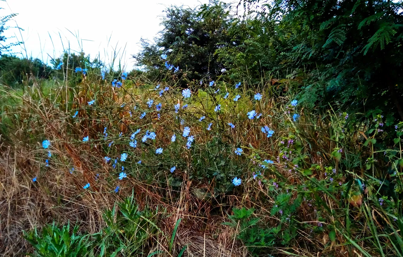 Photo wallpaper summer, grove, Chicory