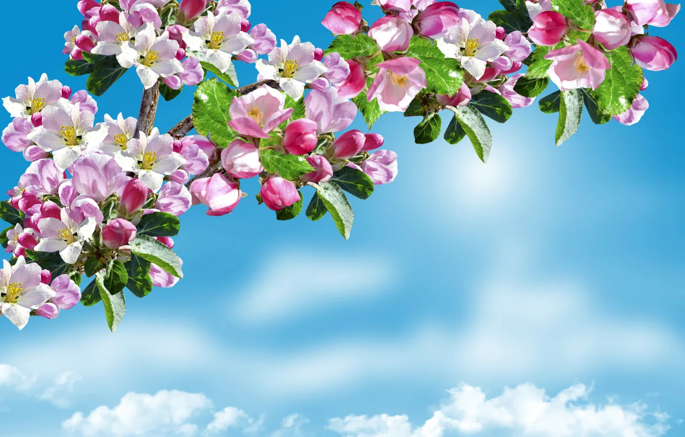 Photo wallpaper spring, Sky, Apple, flowering, trees, Flowering