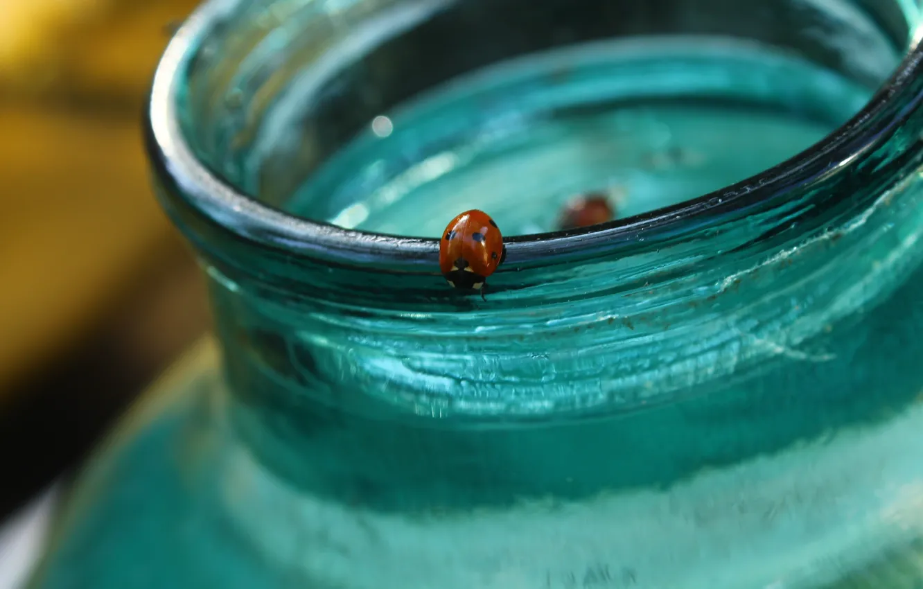 Photo wallpaper glass, blue, beetle