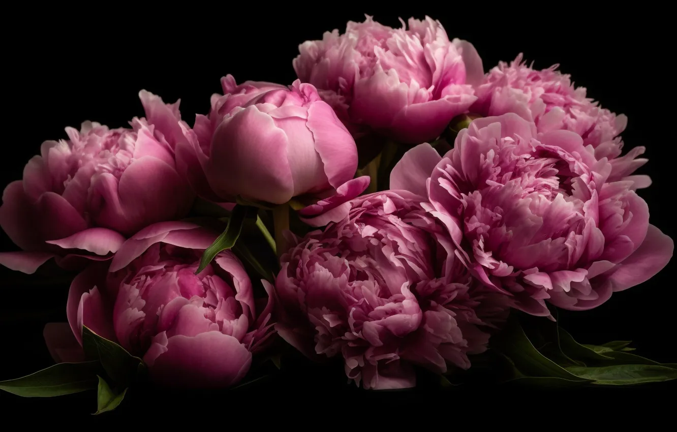 Photo wallpaper flowers, the dark background, bouquet, spring, pink, peonies, AI art, neural network
