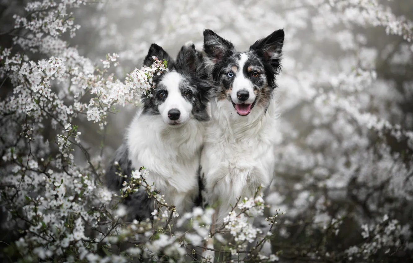 Photo wallpaper branches, spring, a couple, flowering, two dogs, The border collie, Iza Łysoń