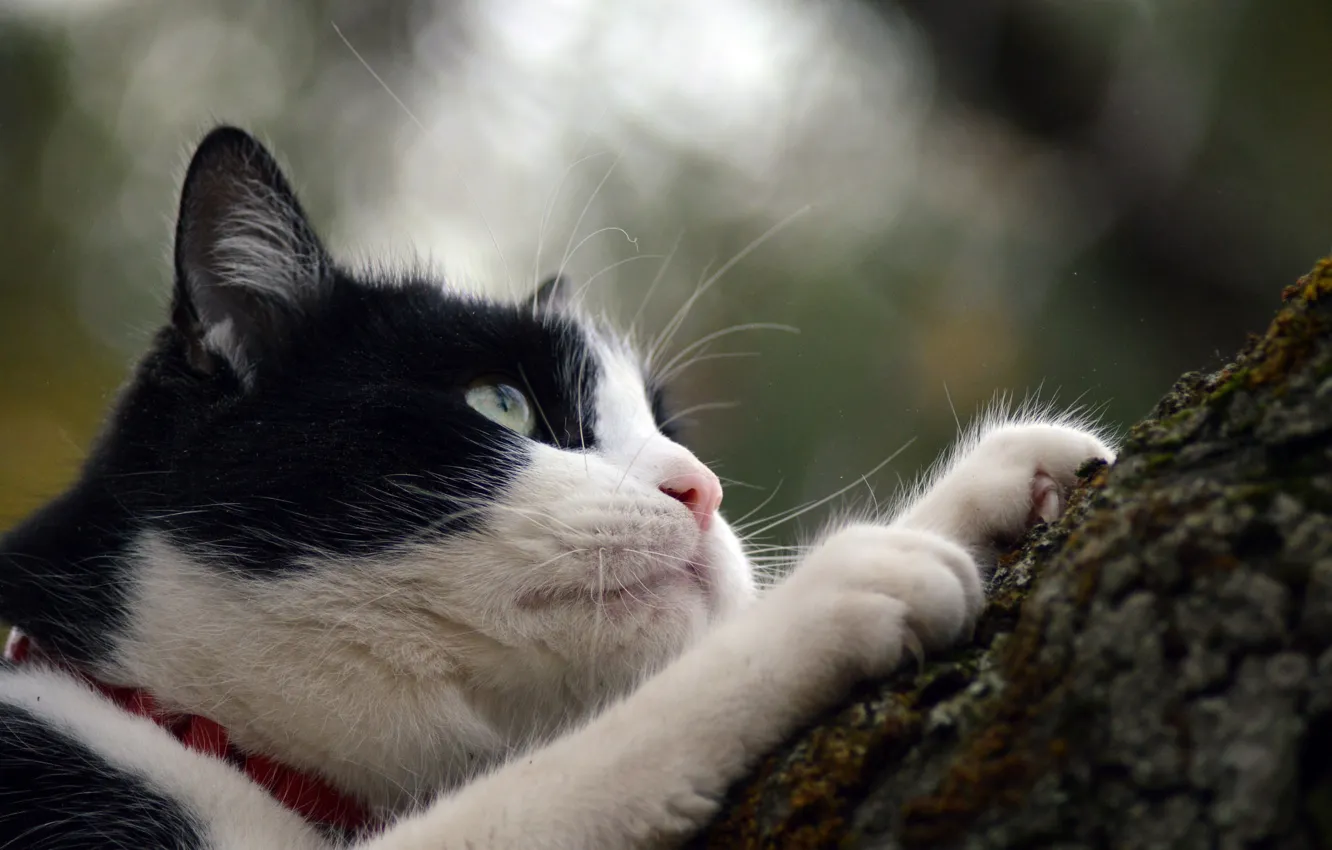 Photo wallpaper cat, tree, legs, Koshak, Tomcat