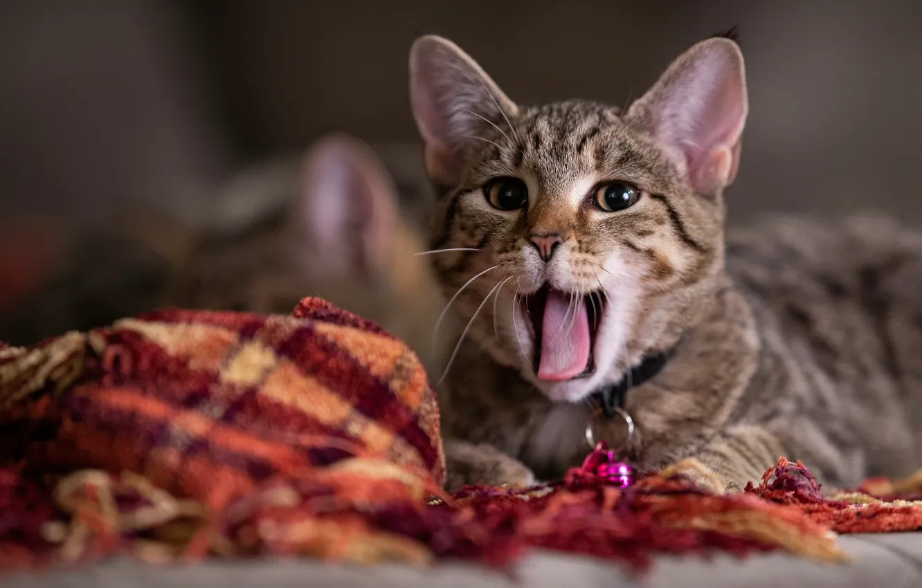 Photo wallpaper language, cat, cat, look, grey, mouth, fabric, lies