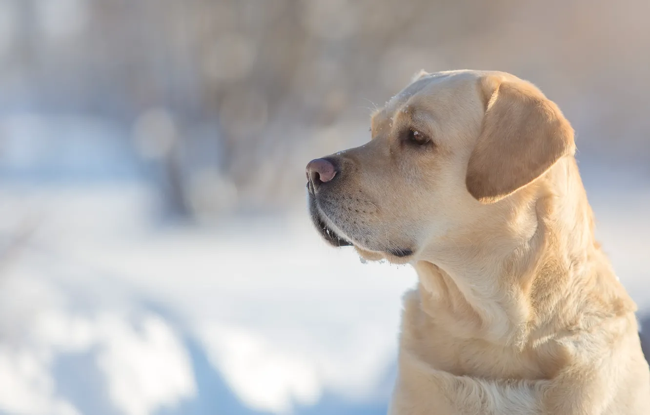 Photo wallpaper face, portrait, dog, profile, dog, Labrador Retriever