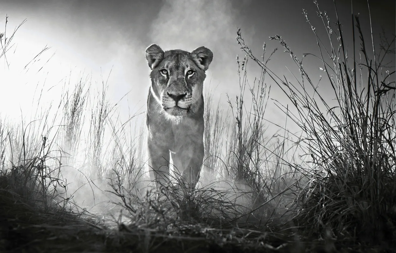 Photo wallpaper animal, big cat, liones