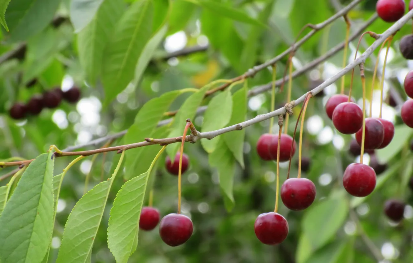 Photo wallpaper leaves, cherry, berries, Meduzanol ©, Summer 2018