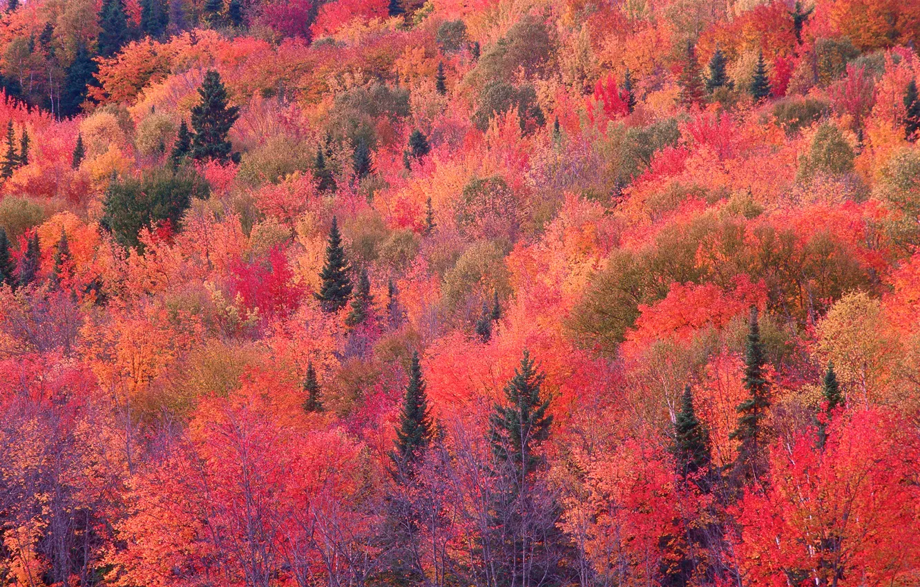 Photo wallpaper autumn, forest, slope, the crimson
