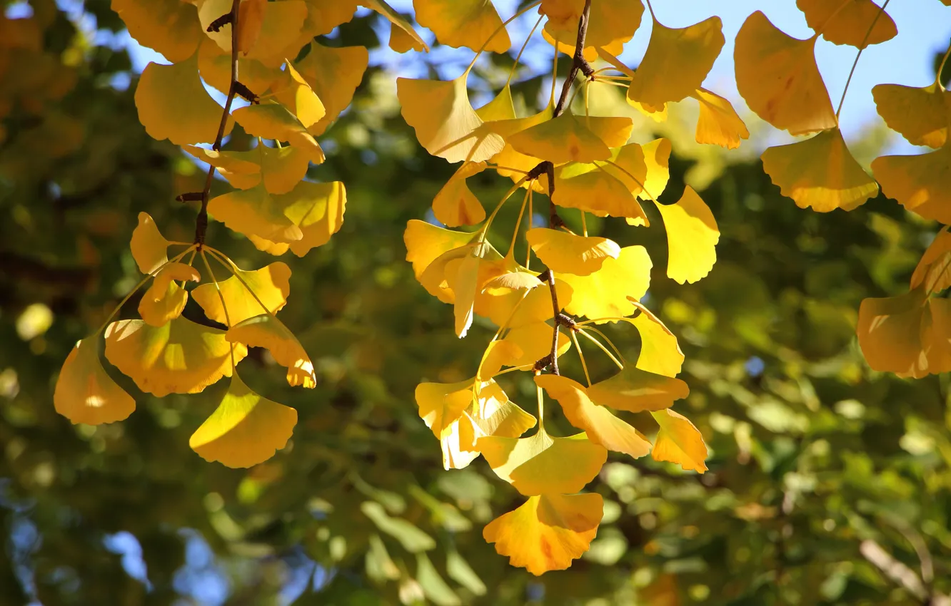 Photo wallpaper autumn, leaves, light, trees, branches, foliage, yellow, bokeh