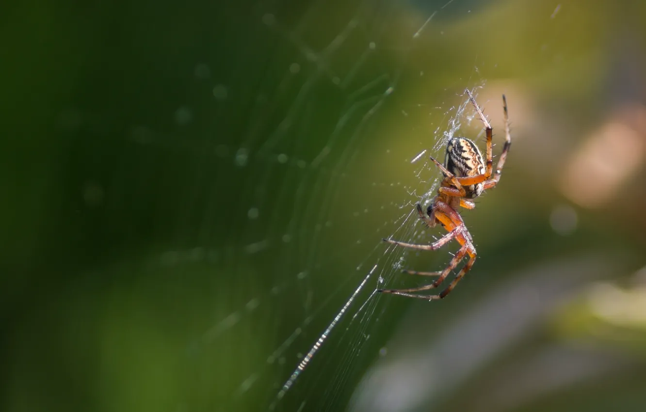 Photo wallpaper macro, web, spider, insect