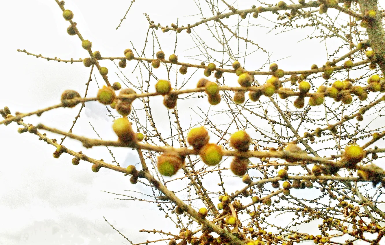 Photo wallpaper spring, kidney, April 2025