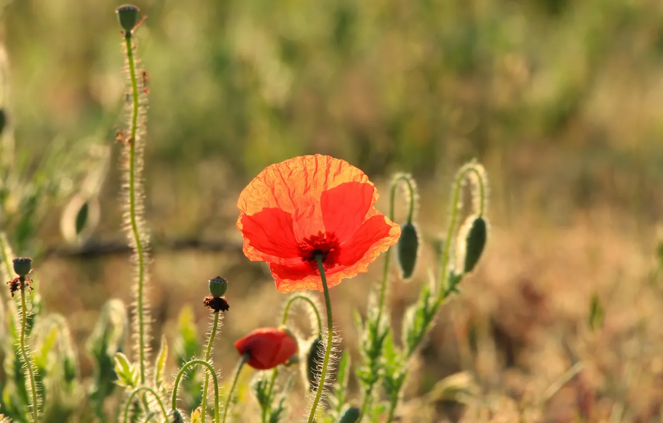 Photo wallpaper red, poppy, meadow, blooming