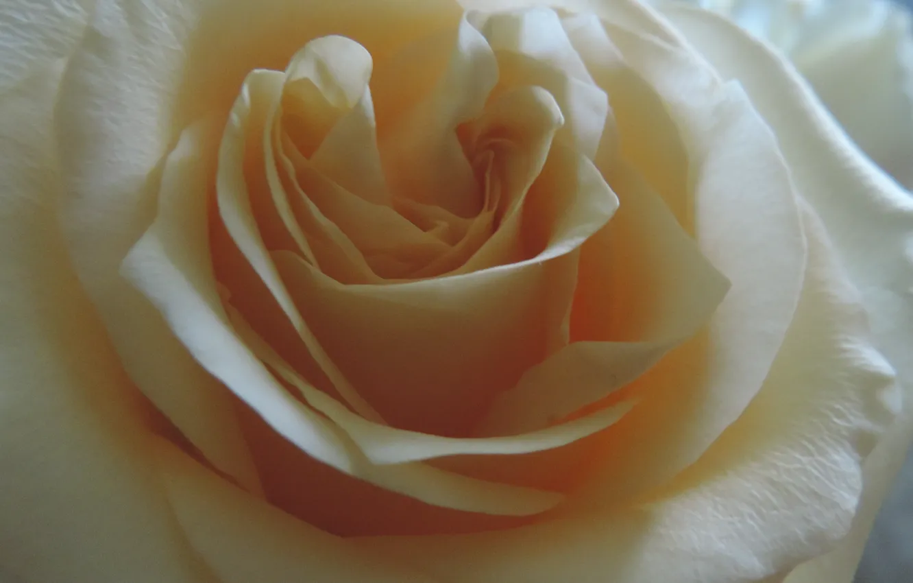 Photo wallpaper white, macro, roses, cream