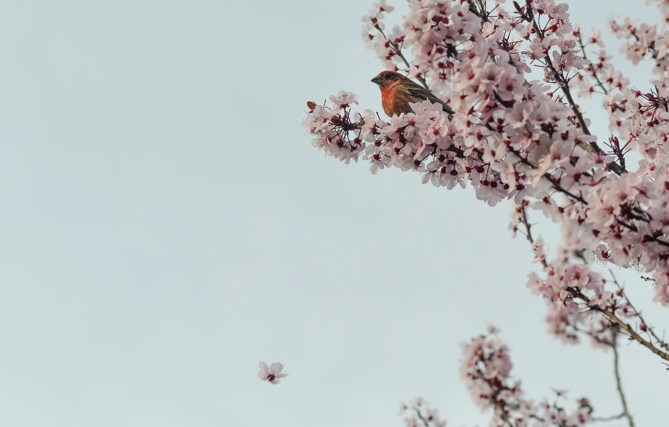 Photo wallpaper trees, flowers, branches, cherry, Sakura, bird