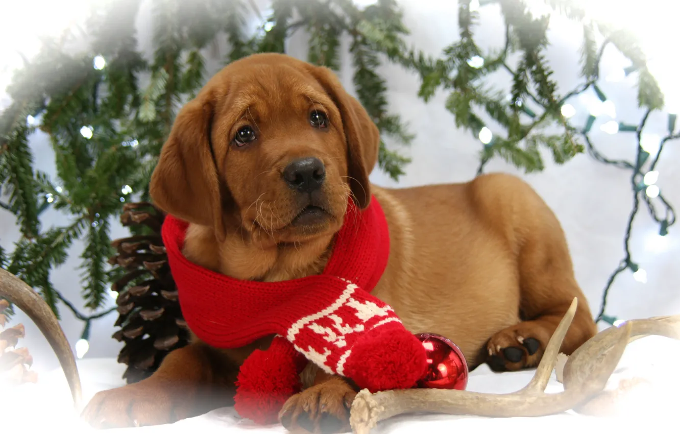 Photo wallpaper look, photo, animal, new year, dog, scarf, puppy, lies