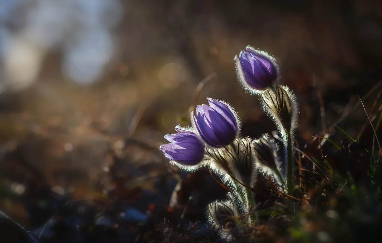 Photo wallpaper light, flowers, nature, lilac, anemones, cross