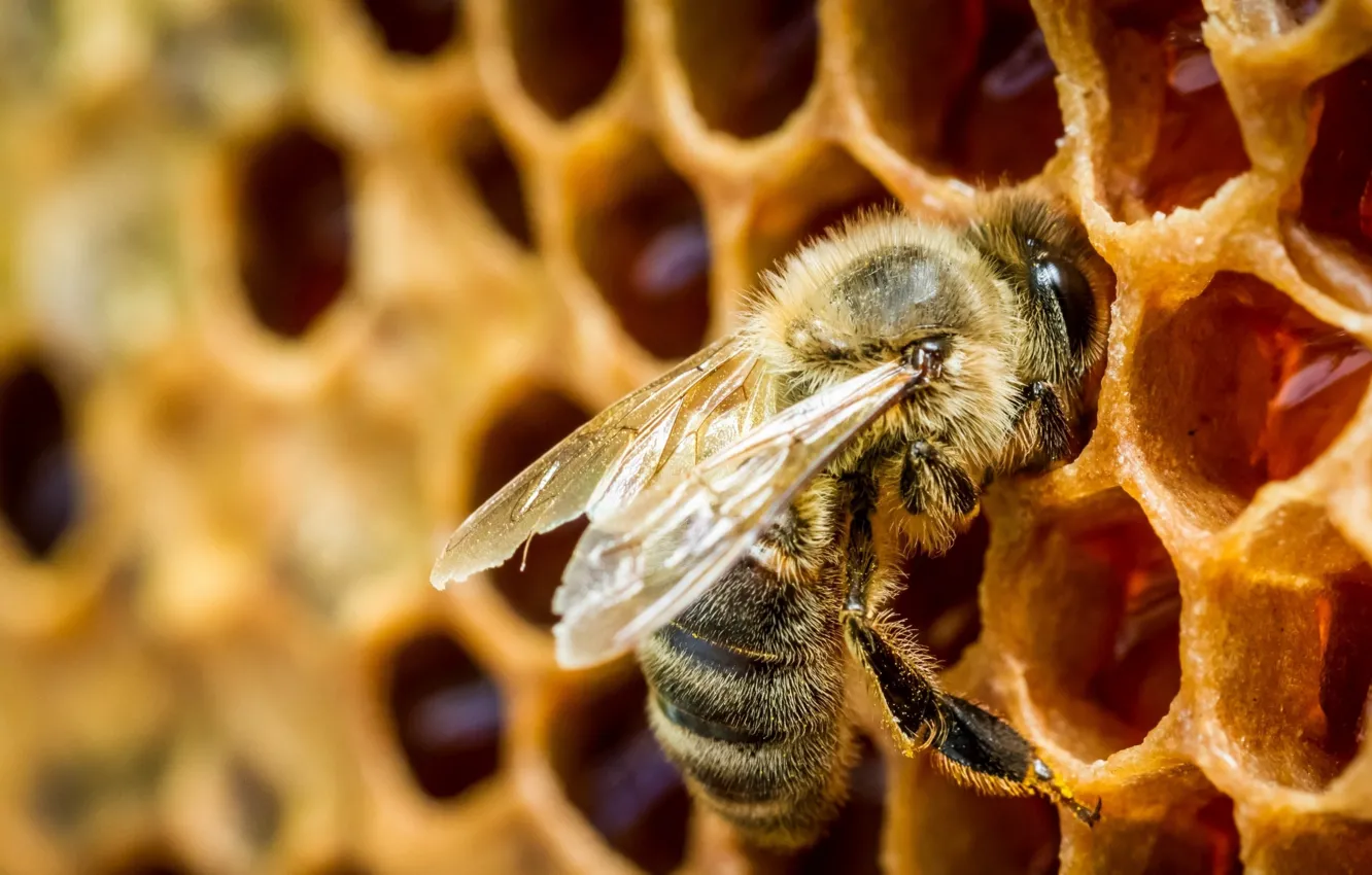 Photo wallpaper bee, cell, honey, insect, beehive