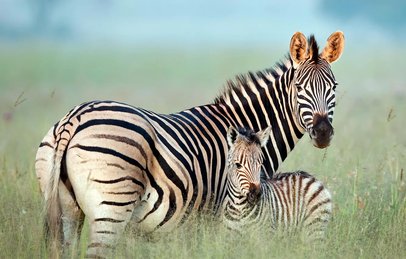 Photo wallpaper grass, Africa, foal, Zebra Barcella