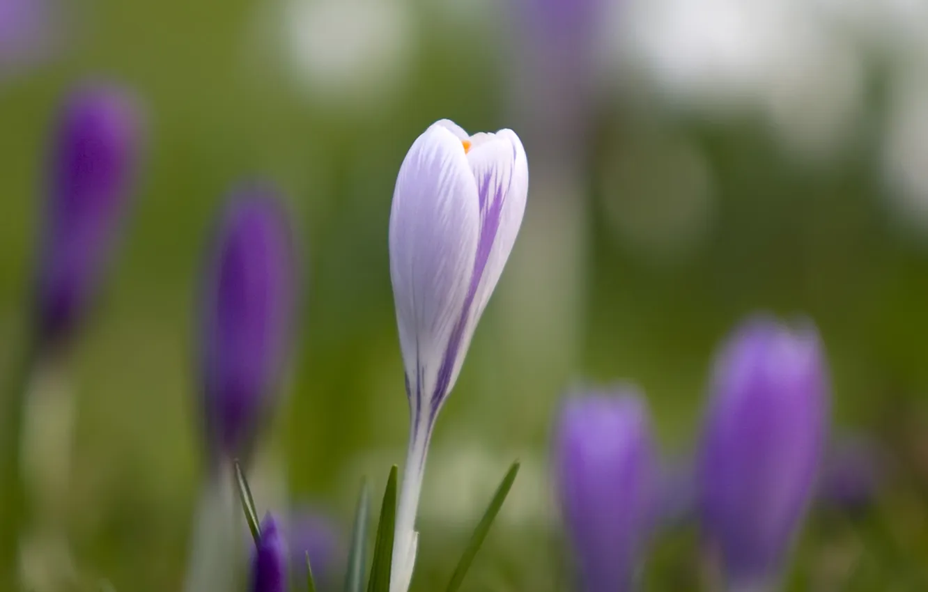 Photo wallpaper grass, macro, flowers, spring, blur, crocuses, buds, primrose