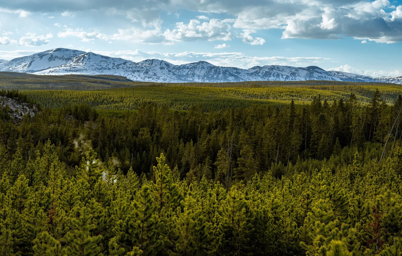 Photo wallpaper forest, landscape, mountains, nature