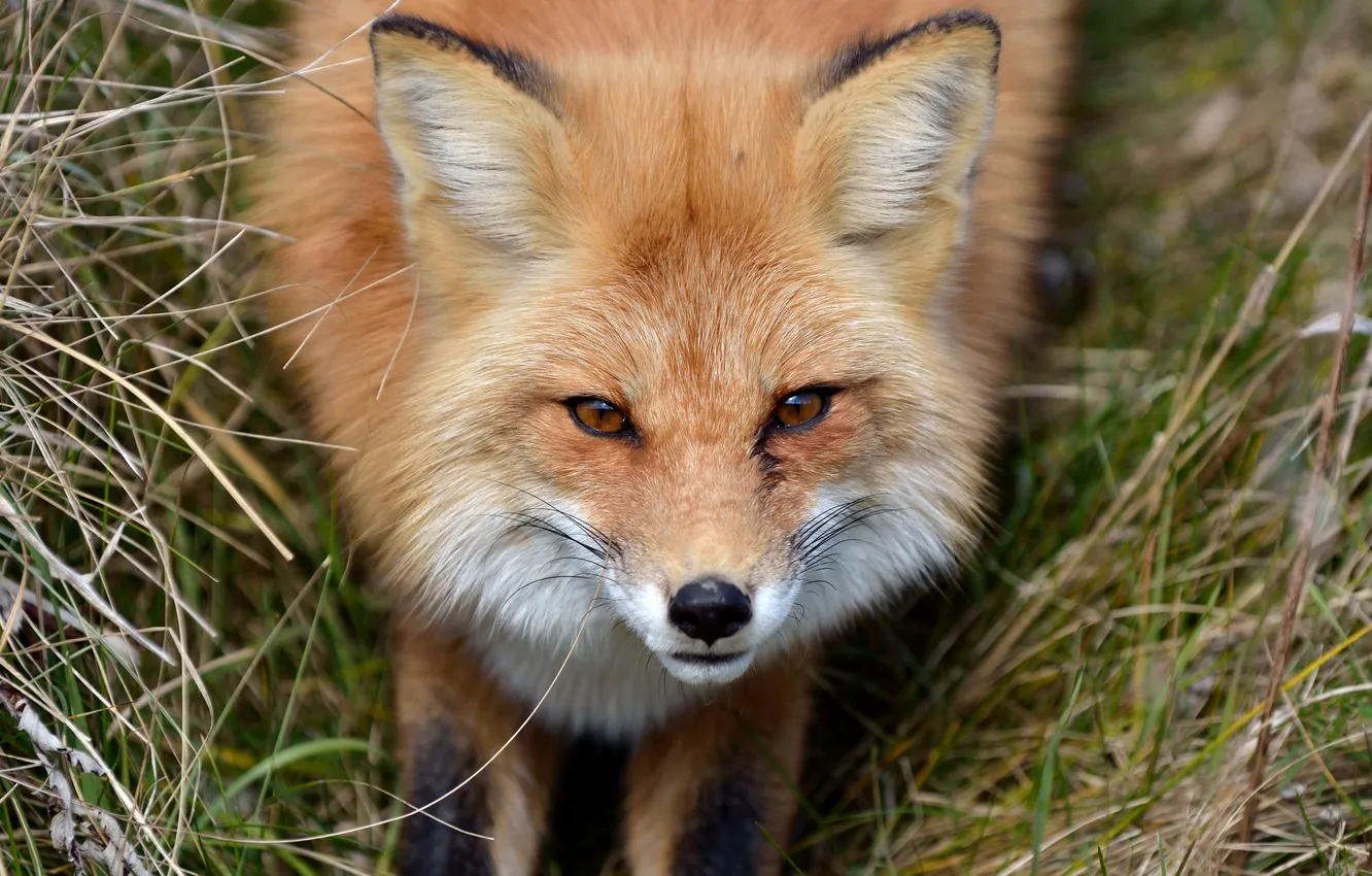 Photo wallpaper look, face, Fox, Fox