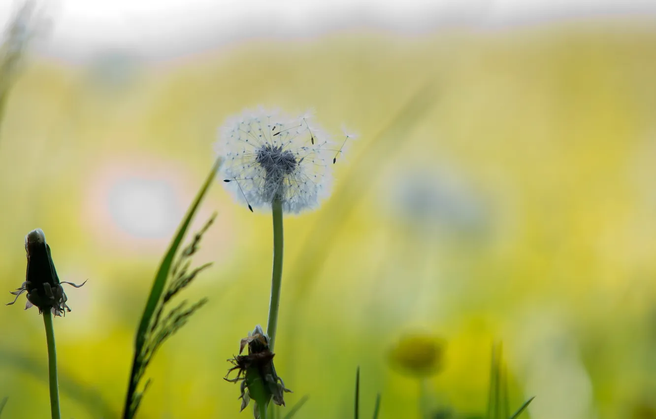 Photo wallpaper field, light, nature, dandelion