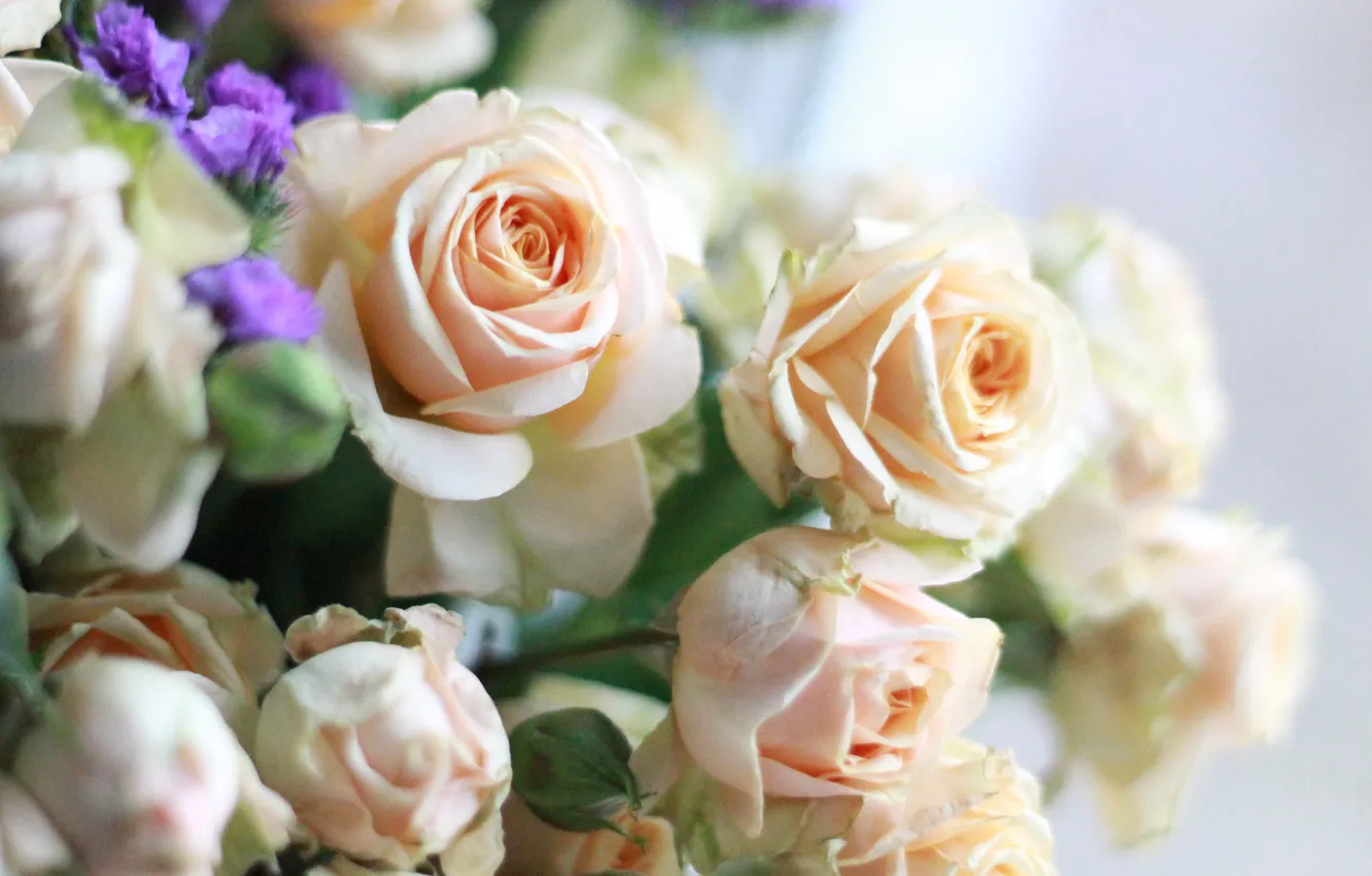 Photo wallpaper macro, roses, white