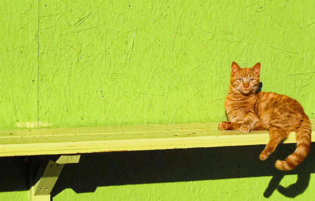 Photo wallpaper cat, look, bench