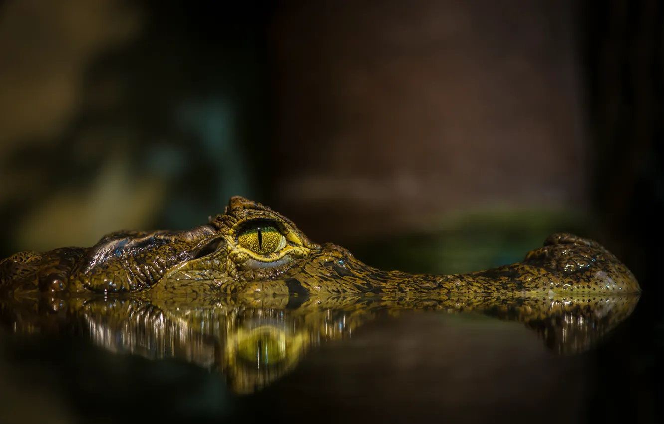 Photo wallpaper face, water, eyes, pond, crocodile
