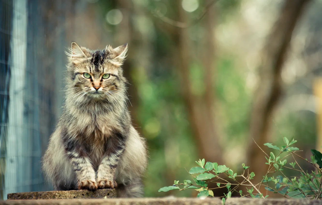 Photo wallpaper cat, grey, sitting, looks, shrub