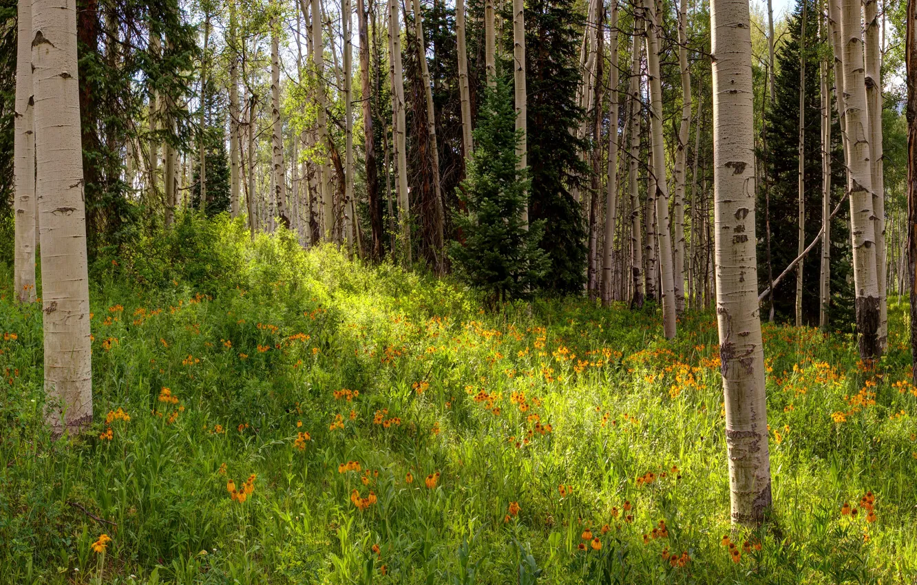 Photo wallpaper greens, forest, summer, grass, light, trees, flowers, orange