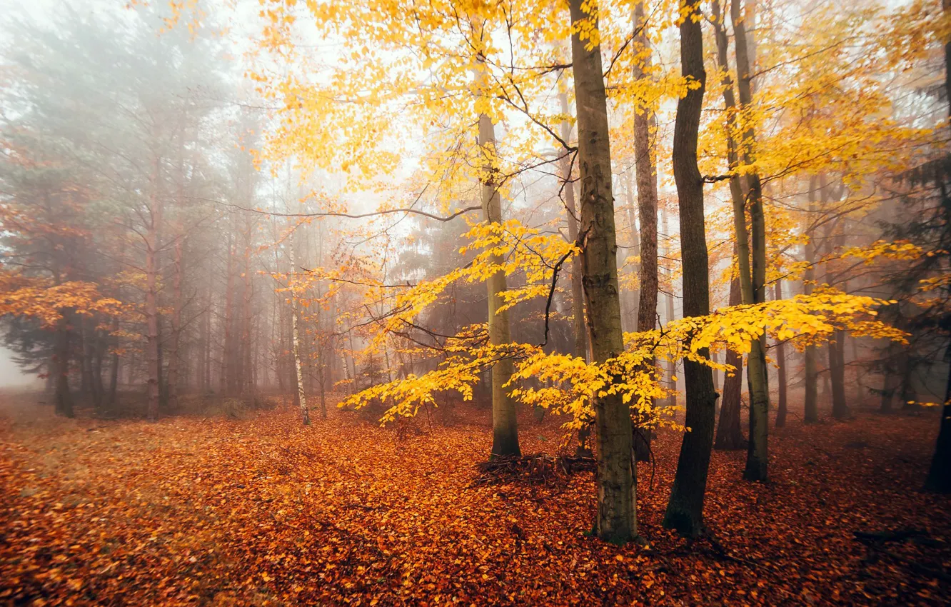 Photo wallpaper autumn, forest, nature