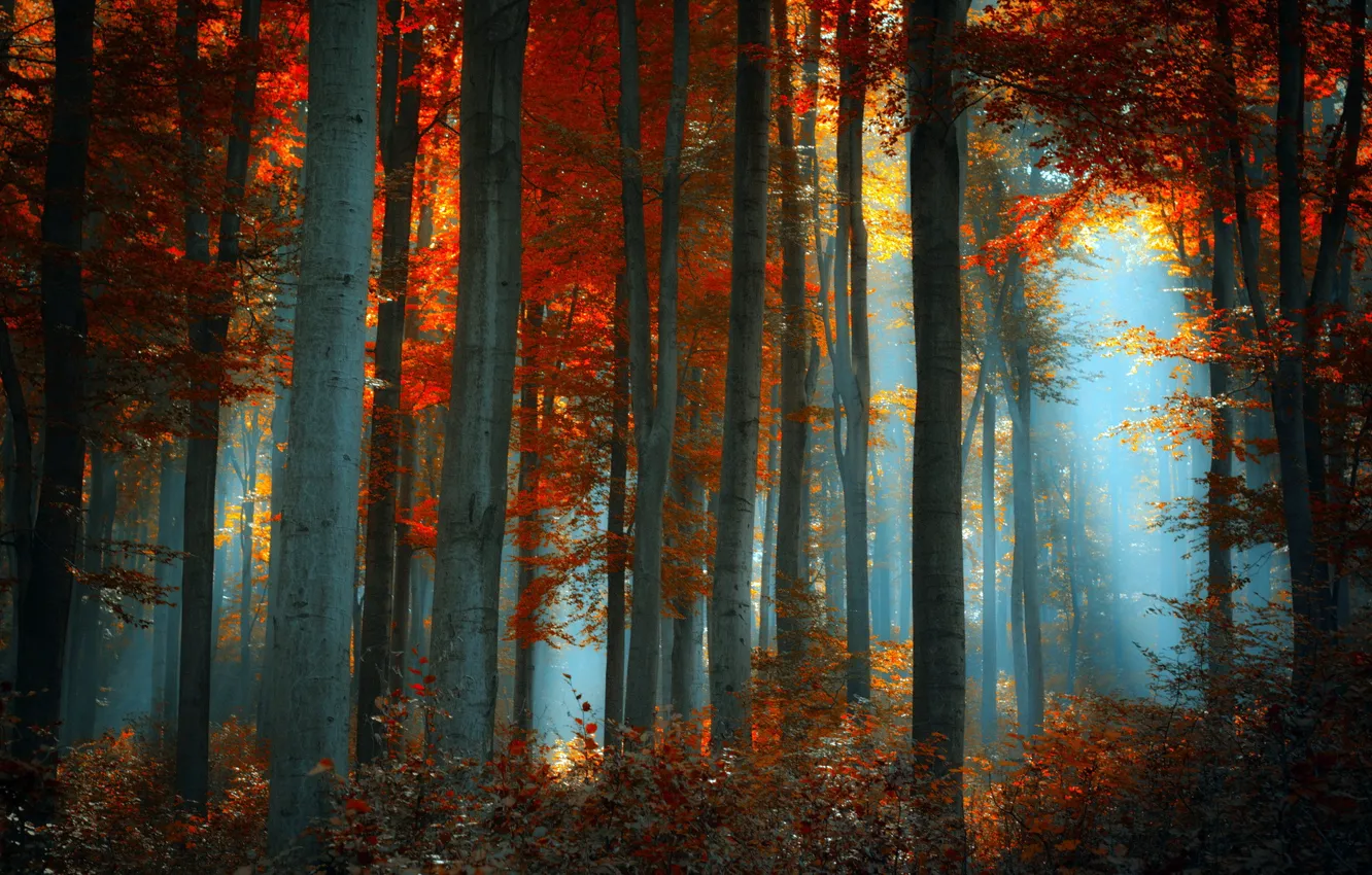 Photo wallpaper forest, landscape, nature