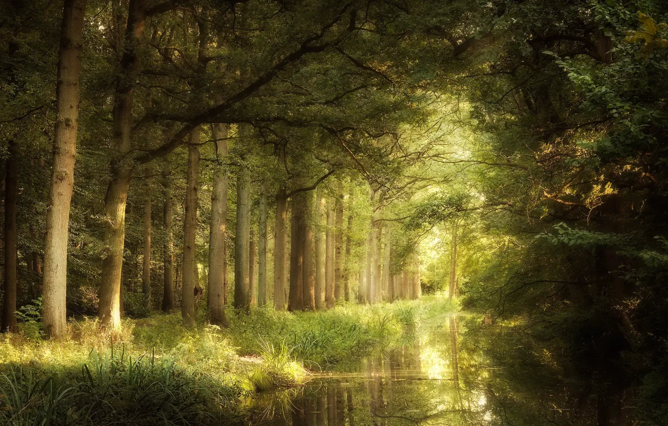 Photo wallpaper forest, light, trees, branches, reflection, shore, pond, pine