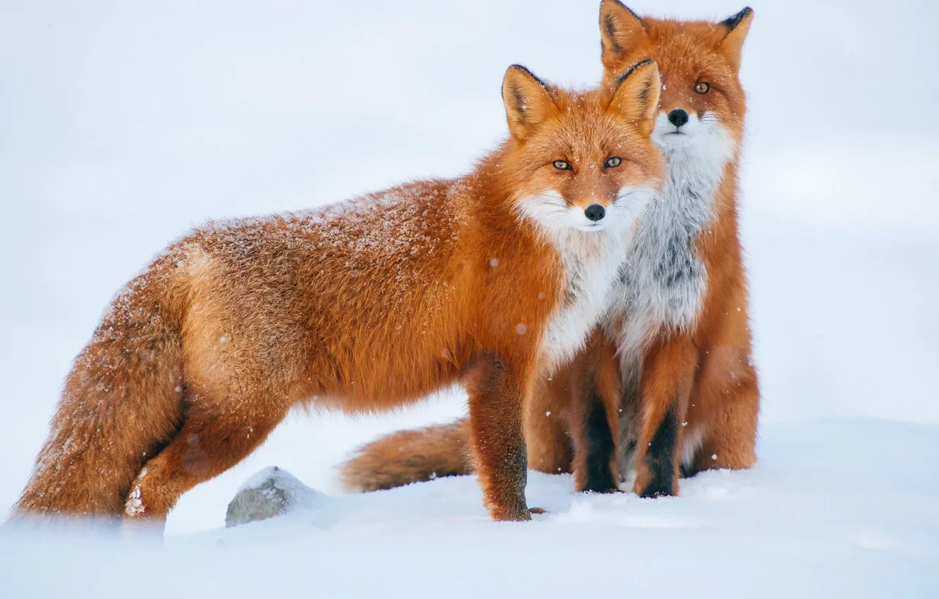 Photo wallpaper winter, look, snow, pose, two, Fox, pair, the snow