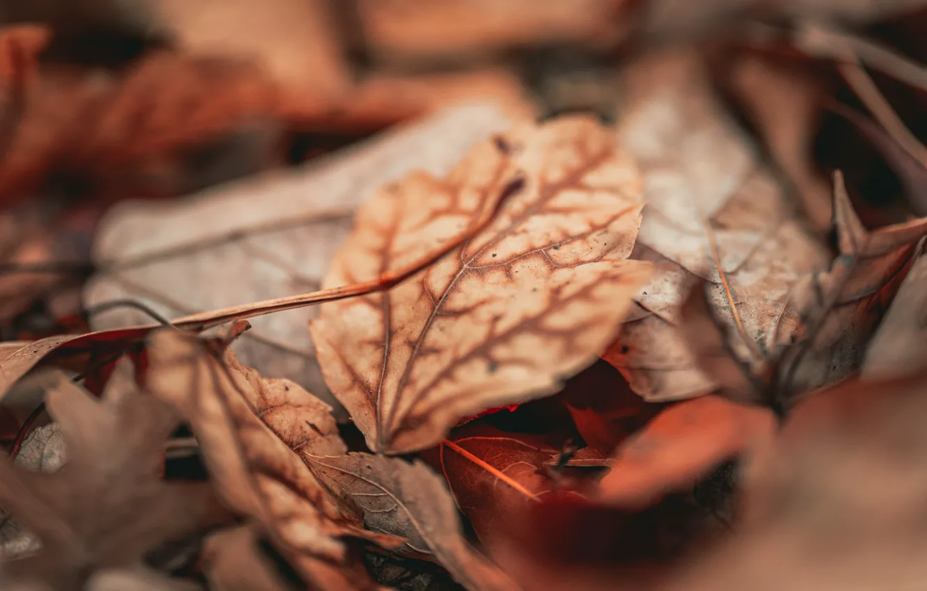 Photo wallpaper autumn, leaves, foliage, focus