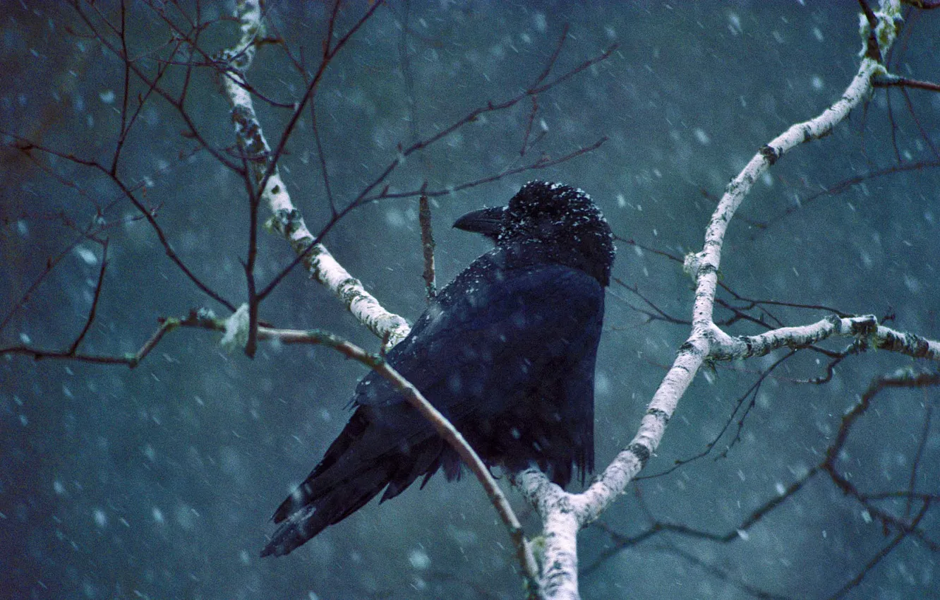 Photo wallpaper snow, branches, bird, Raven