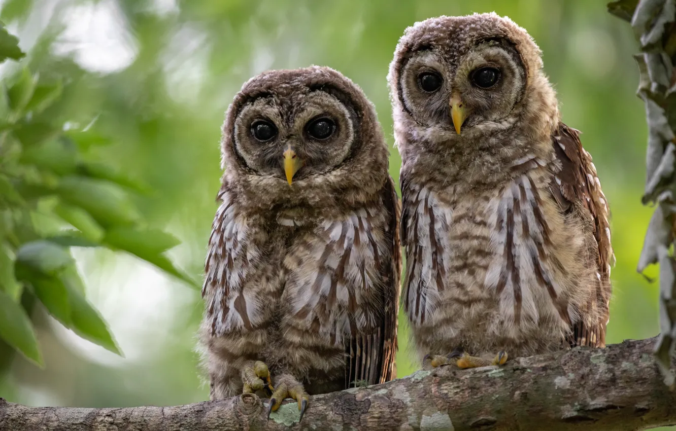 Photo wallpaper leaves, branches, owl, bird, two, a couple, Chicks, bokeh