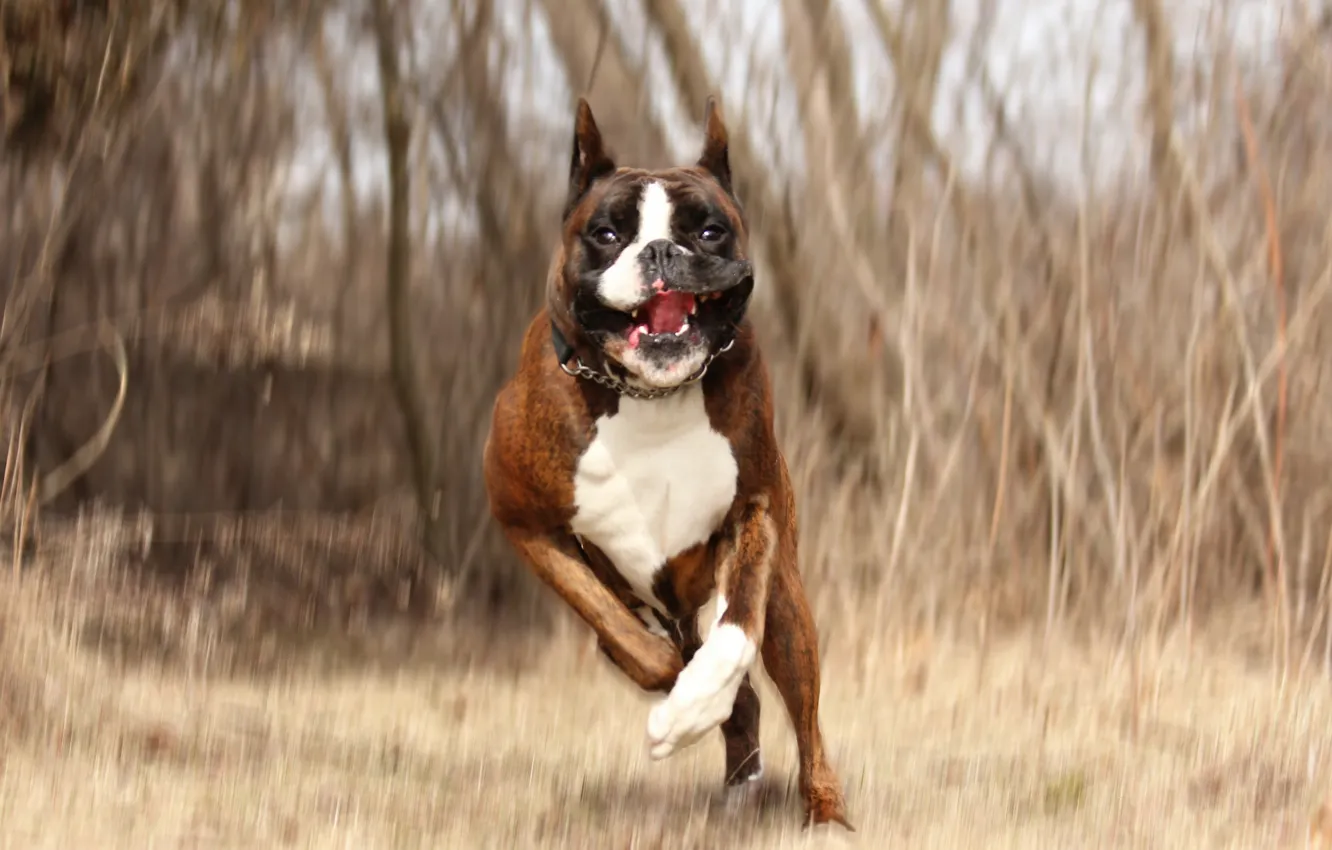Photo wallpaper background, dog, running