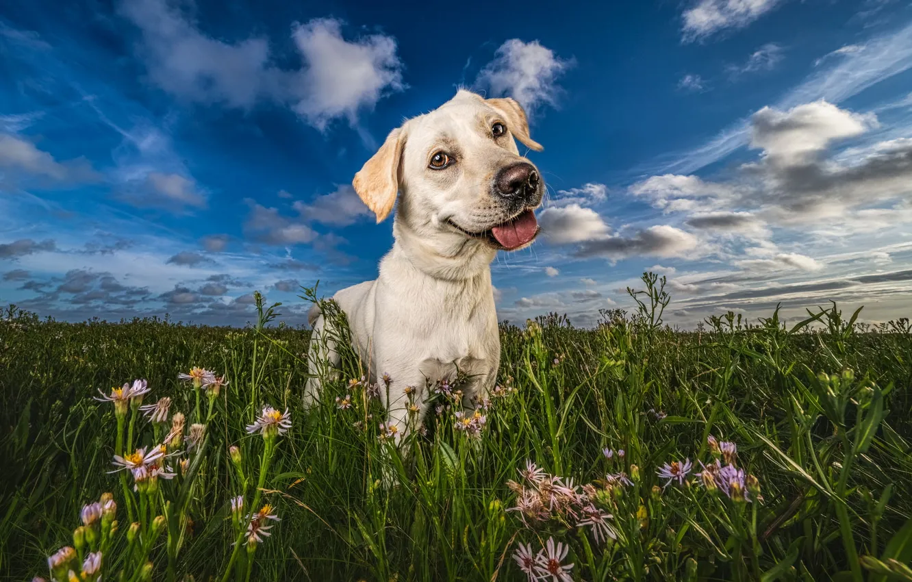 Photo wallpaper field, language, white, summer, the sky, grass, look, clouds