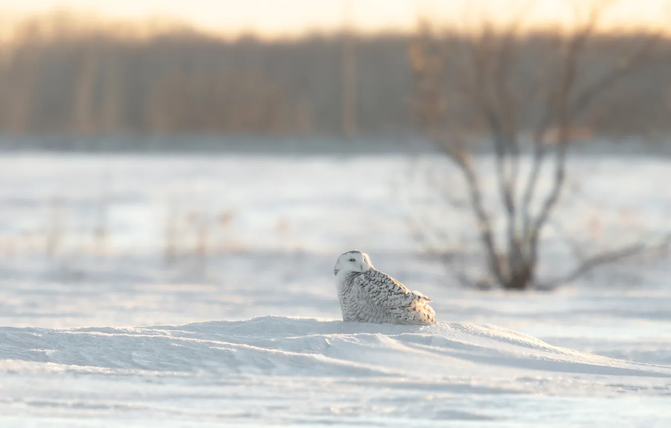 Photo wallpaper snow, owl, nature, winter, trees, bird, polar